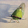 Portrait of a Cicada